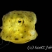 boxfish_yellow_juvenile_kbrhb2_h_0092_sul2141.jpg